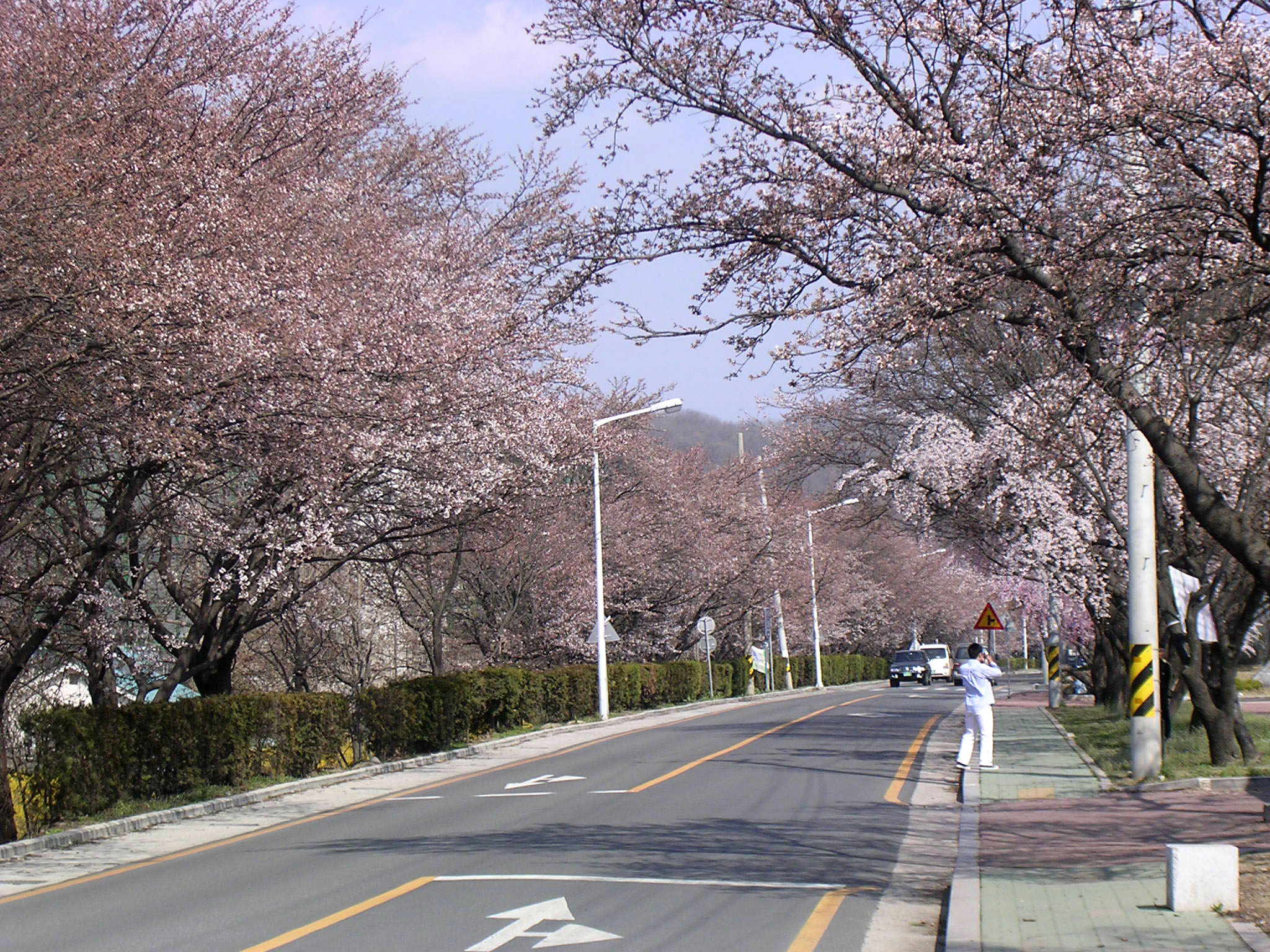 4월2일 오후 낙동강 벚꽃길.. 첨부사진
